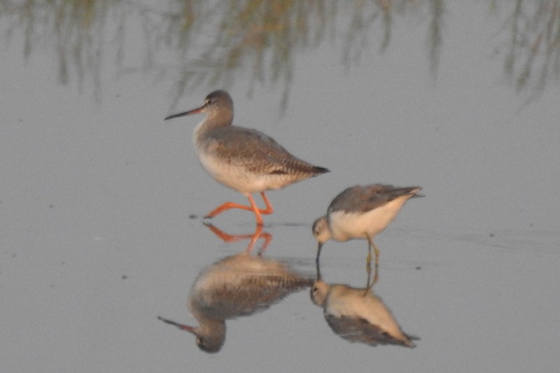 Spotted Redshank - ML645643130