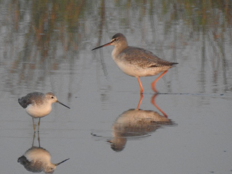 Spotted Redshank - ML645643131