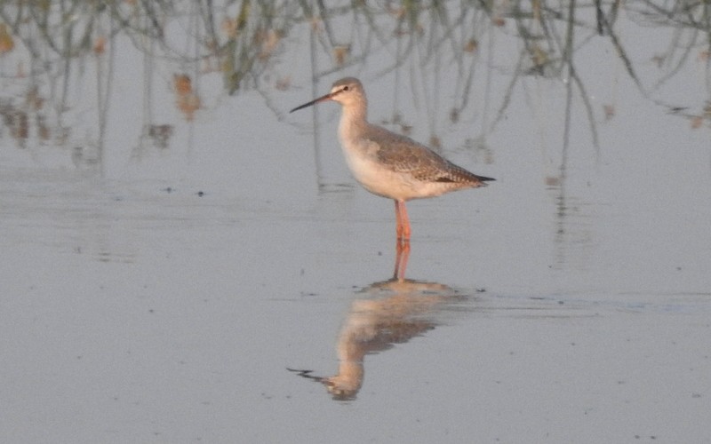 Spotted Redshank - ML645643132