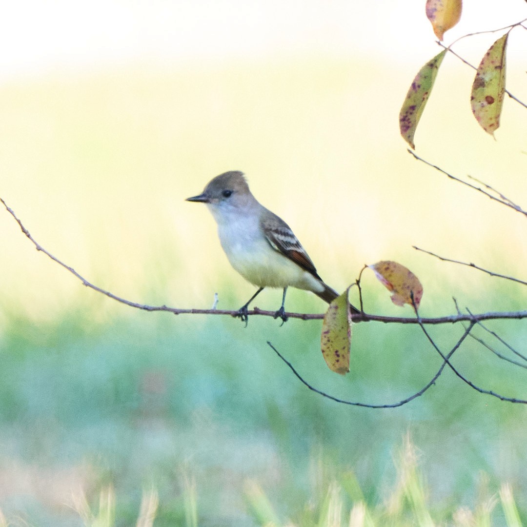 Ash-throated Flycatcher - ML645643154