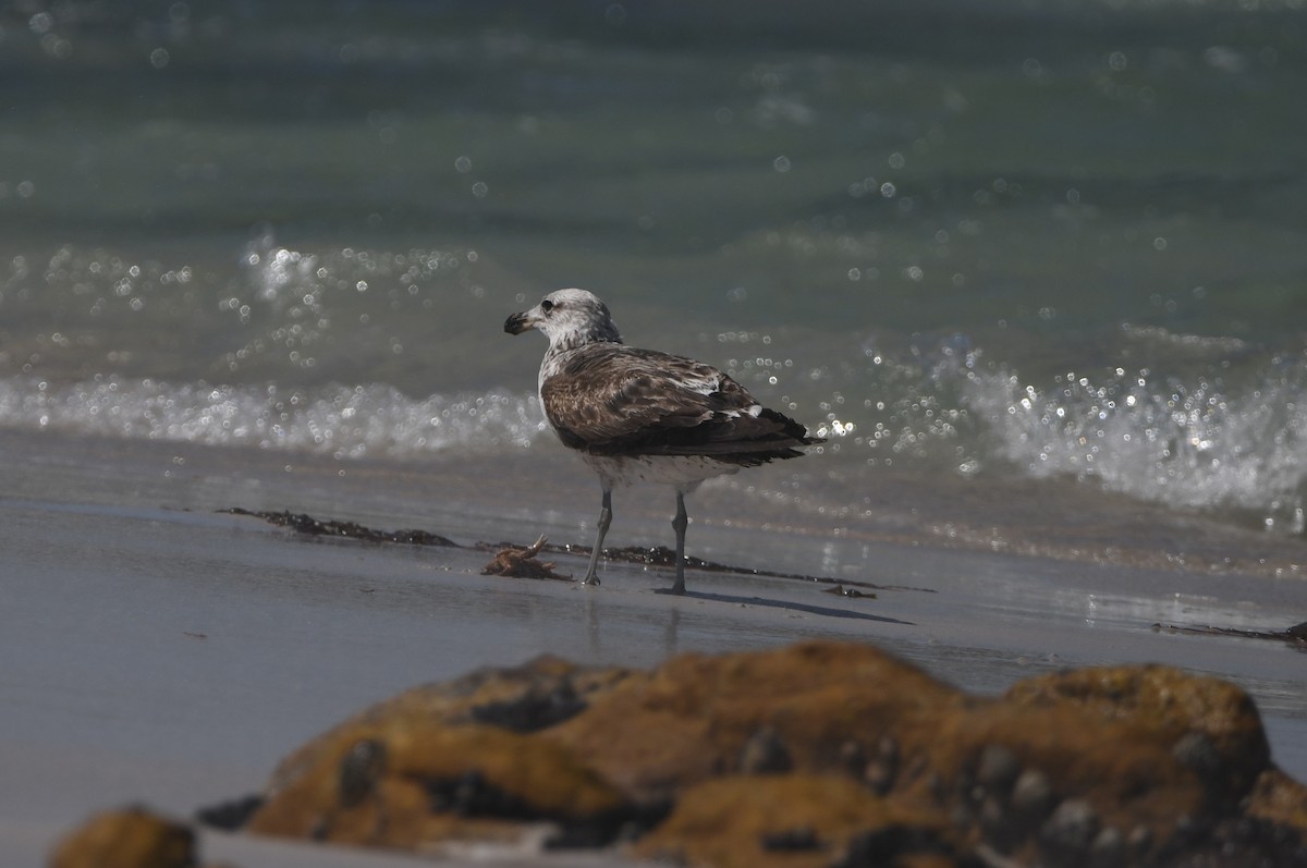 Kelp Gull (vetula) - ML645643168