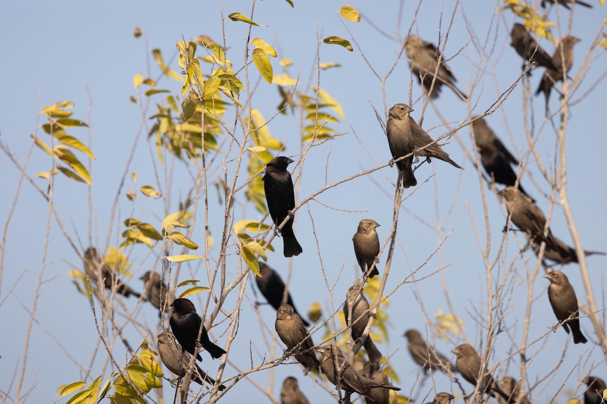 Brown-headed Cowbird - ML645643169