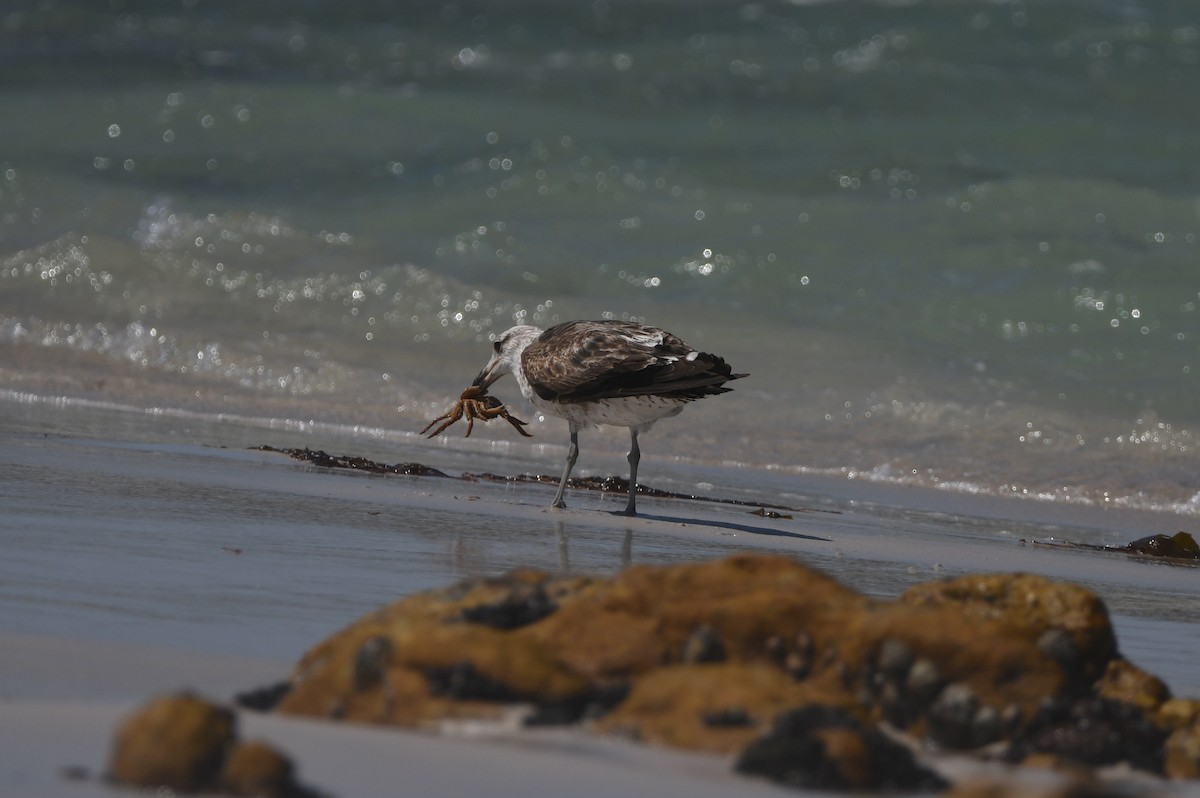 Kelp Gull (vetula) - ML645643177