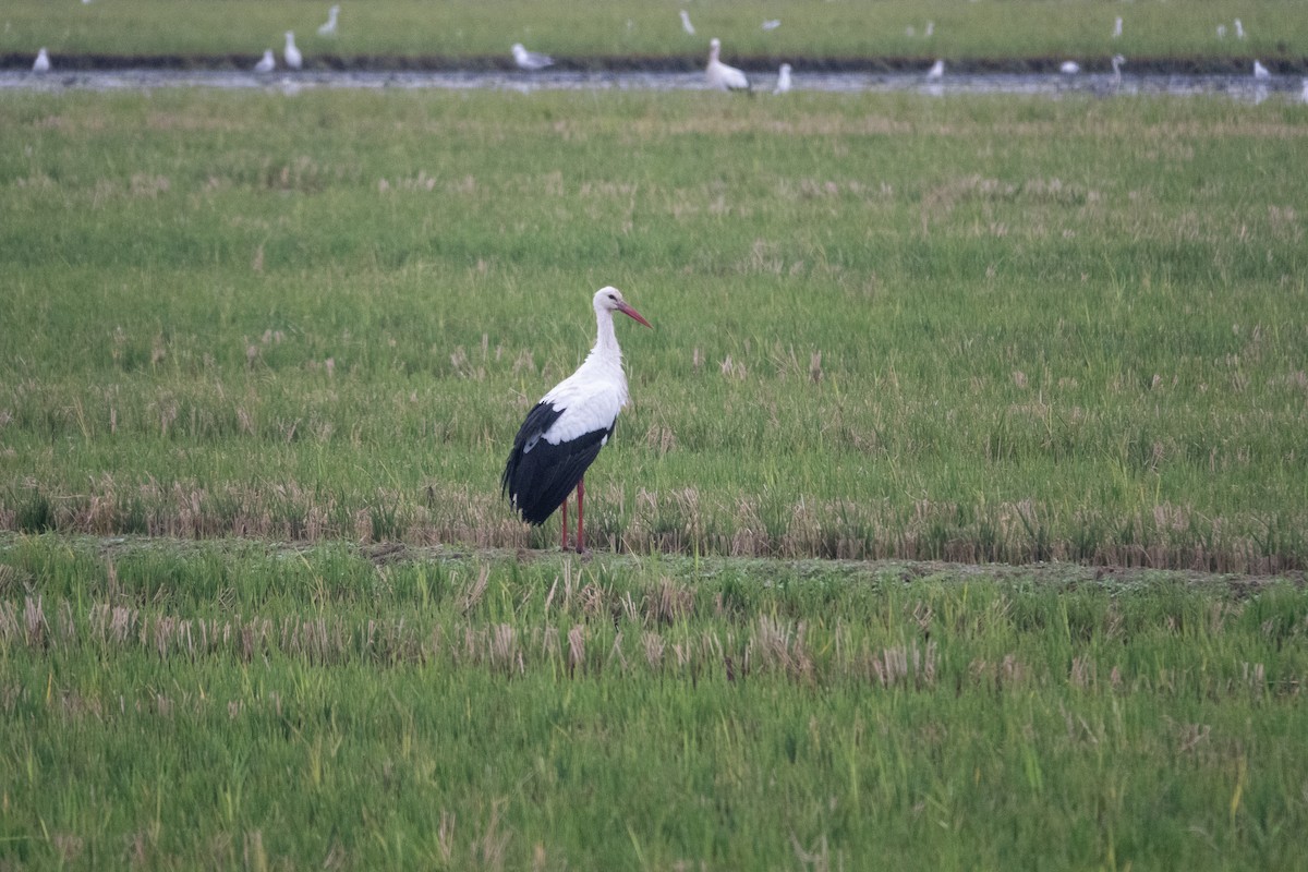 čáp bílý - ML645643187