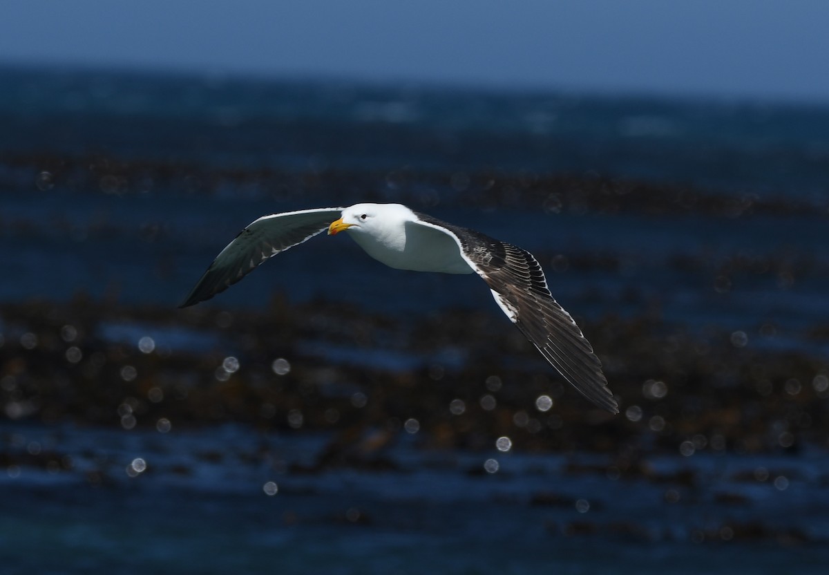 Kelp Gull (vetula) - ML645643193