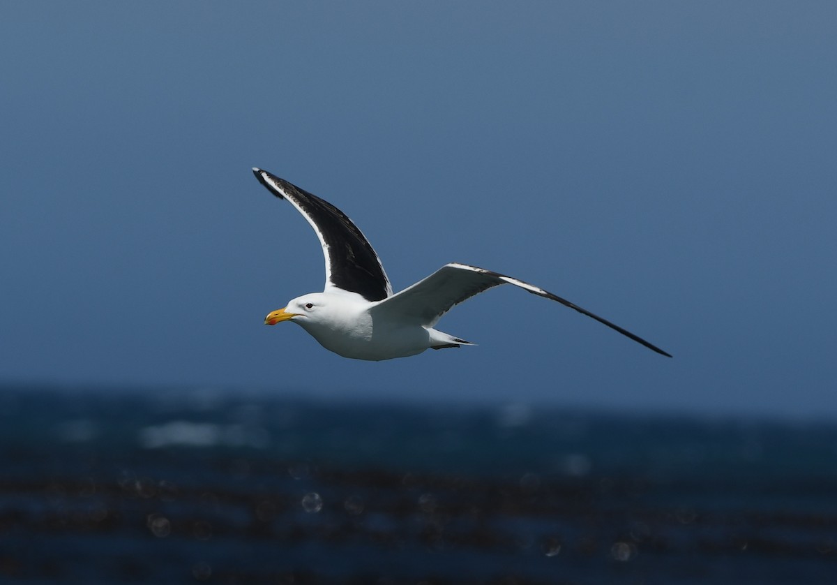 Kelp Gull (vetula) - ML645643200
