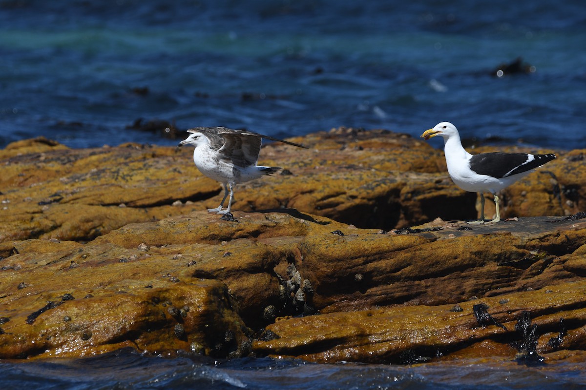 Kelp Gull (vetula) - ML645643217