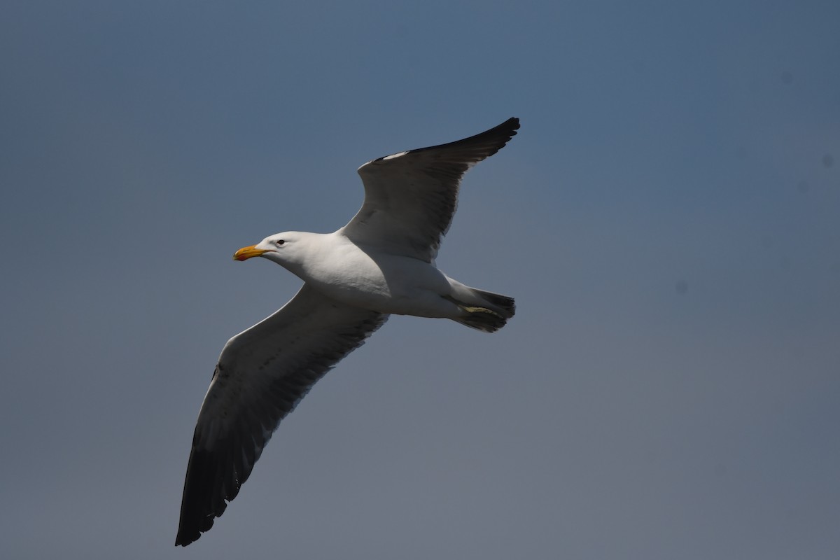 Kelp Gull (vetula) - ML645643221