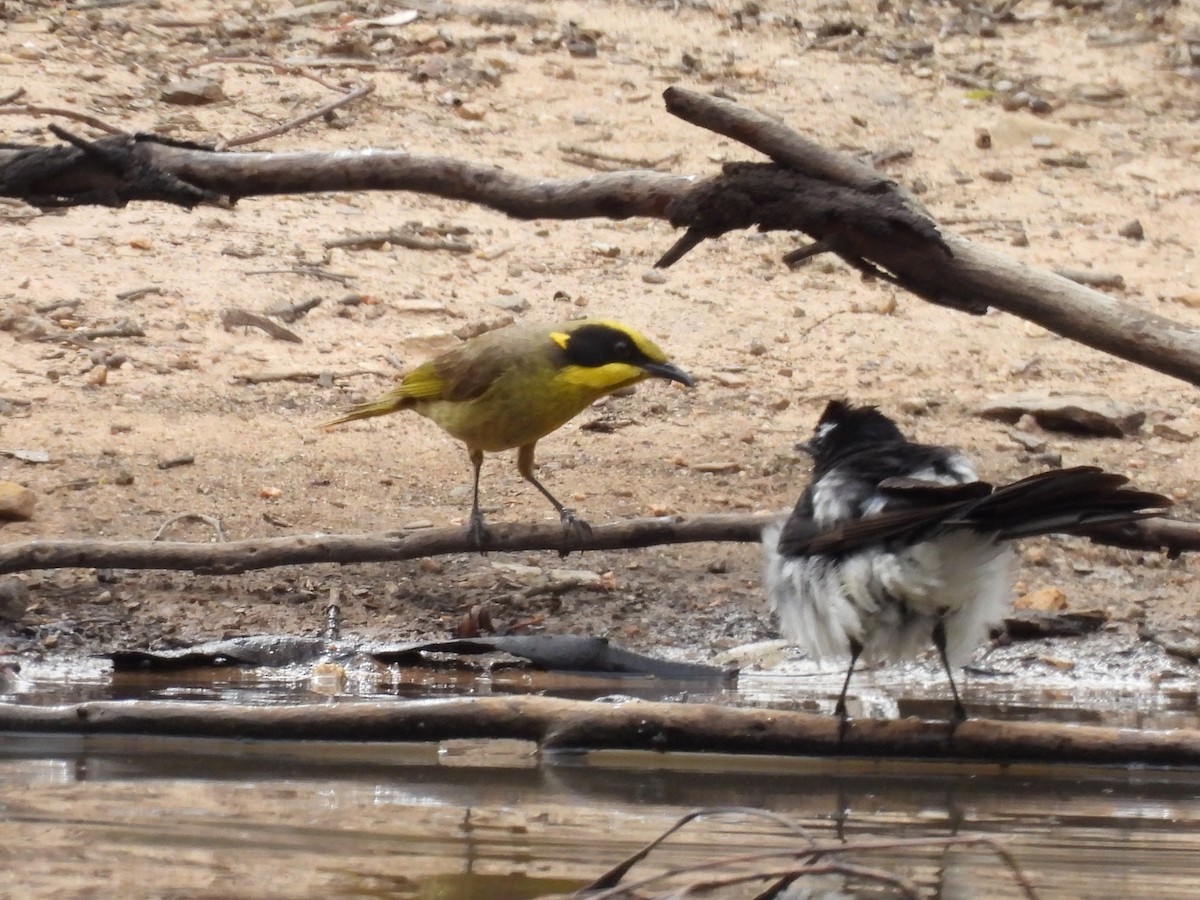 Yellow-tufted Honeyeater (Yellow-tufted) - ML645643226