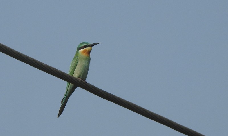 שרקרק ירוק - ML645643228