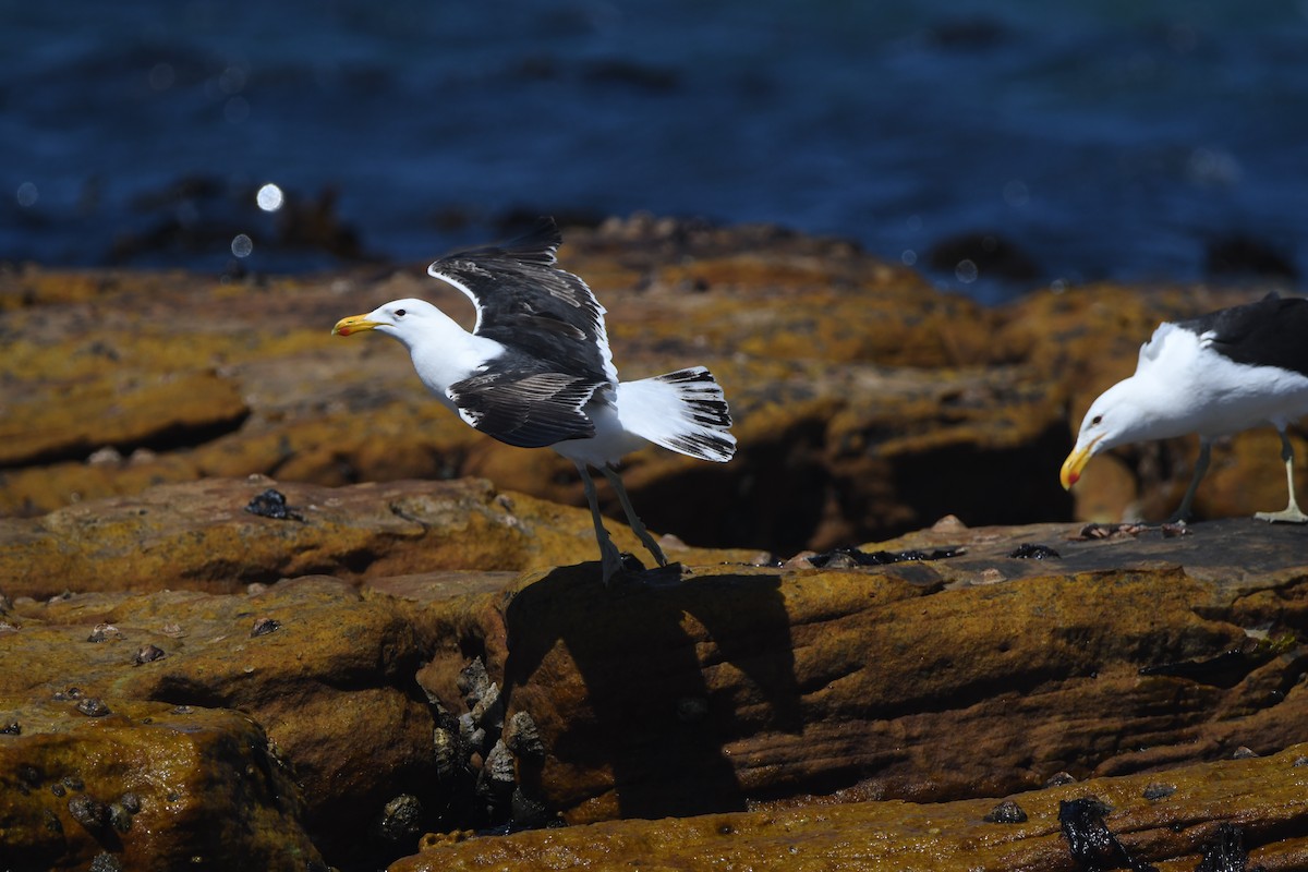 Kelp Gull (vetula) - ML645643229