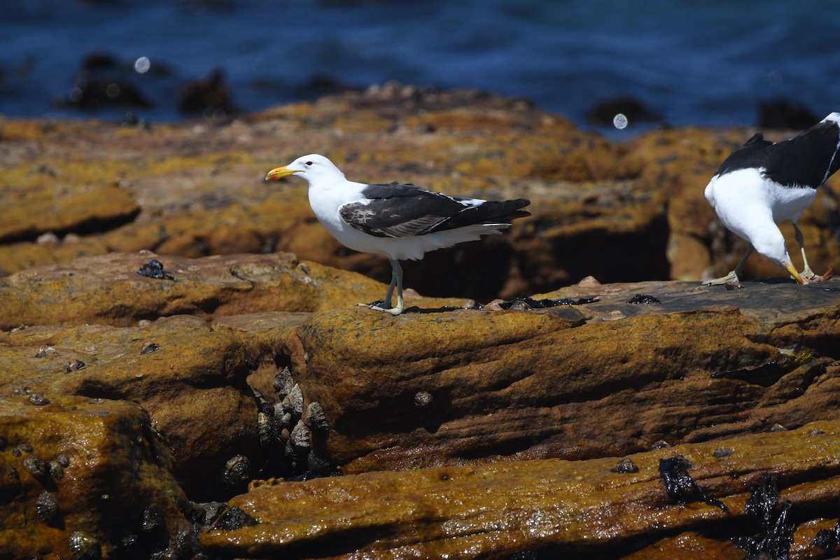 Kelp Gull (vetula) - ML645643234