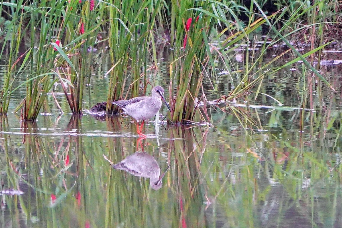 Spotted Redshank - ML645643248