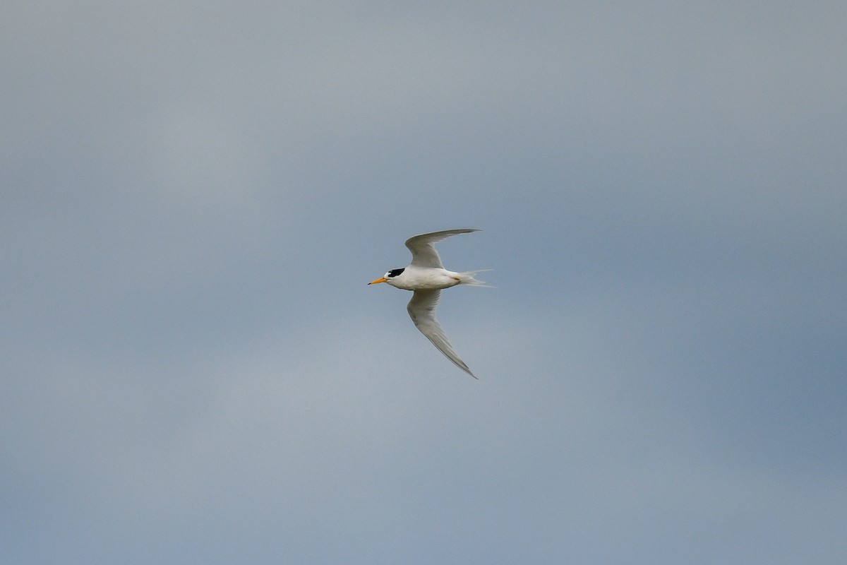 Australian Fairy Tern - ML645643252