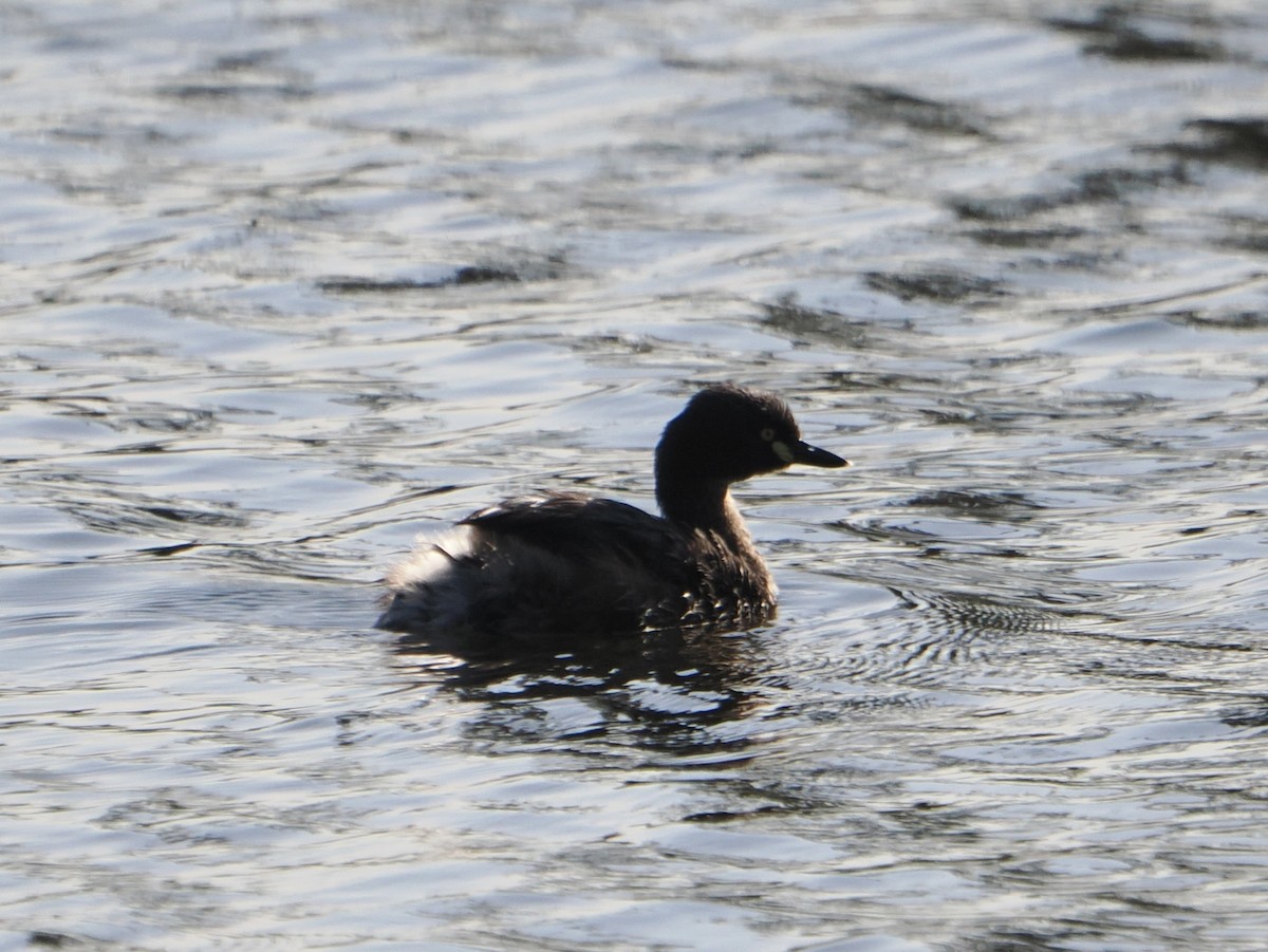 Австралийская поганка - ML645643258