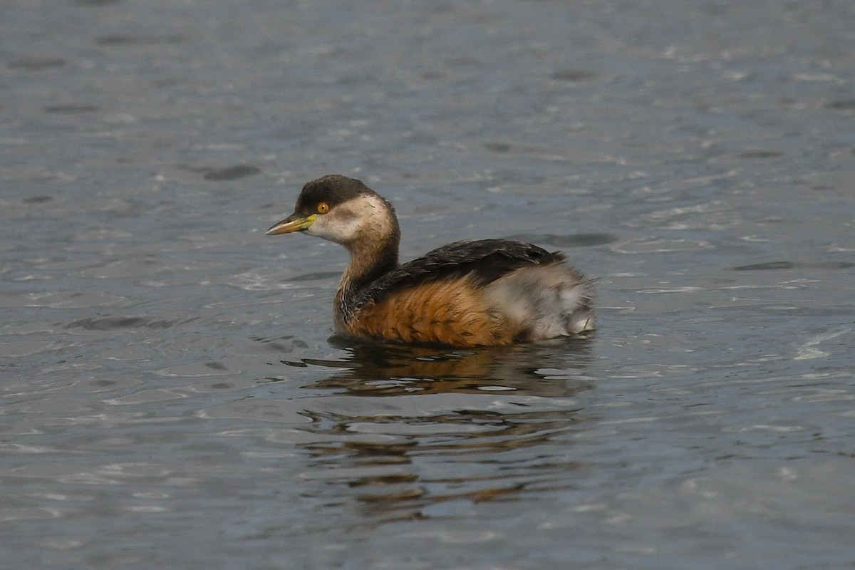 Австралийская поганка - ML645643261