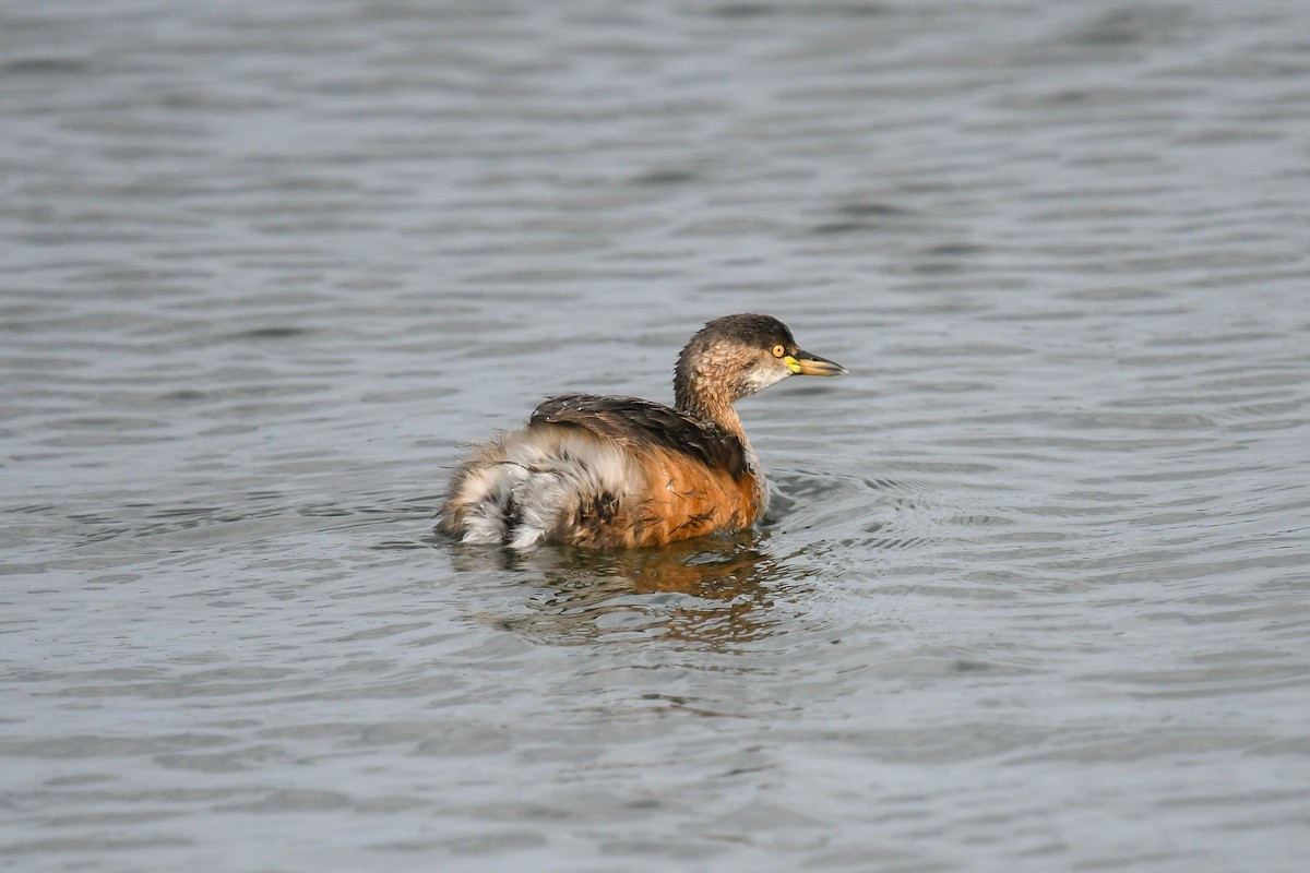 Австралийская поганка - ML645643262