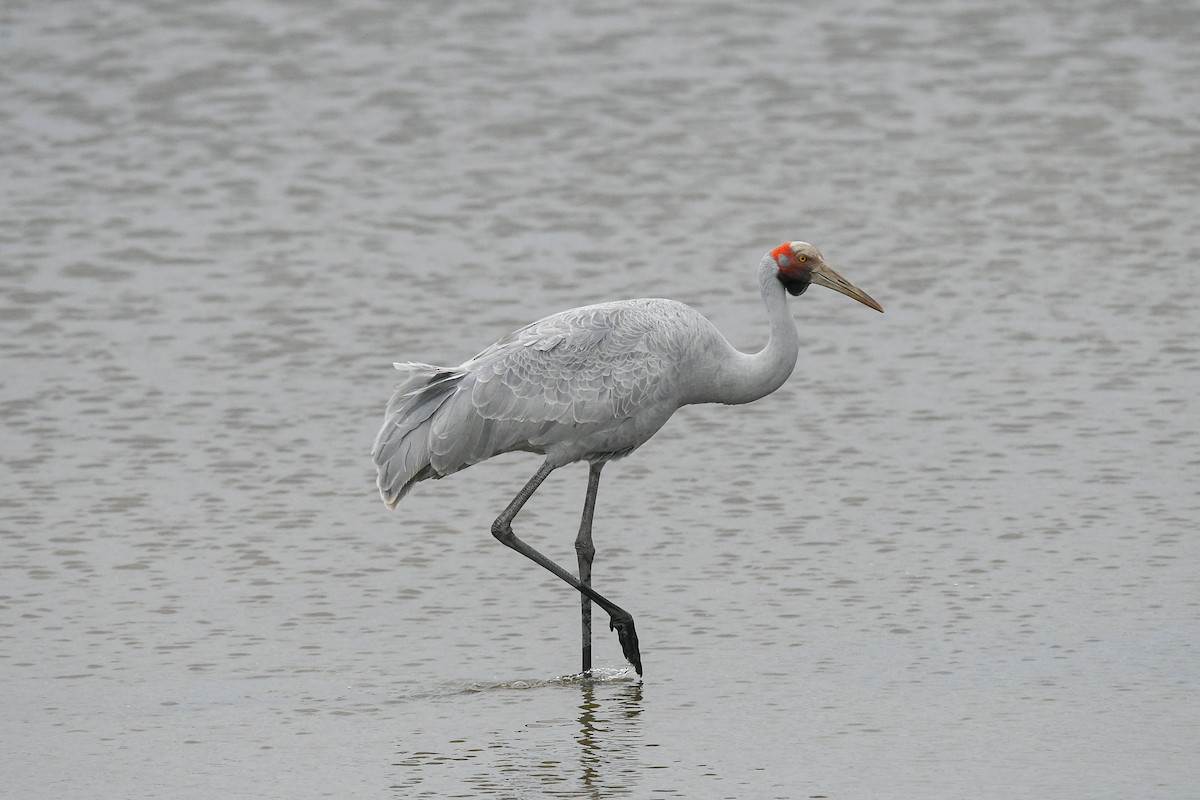 jeřáb australský - ML645643267