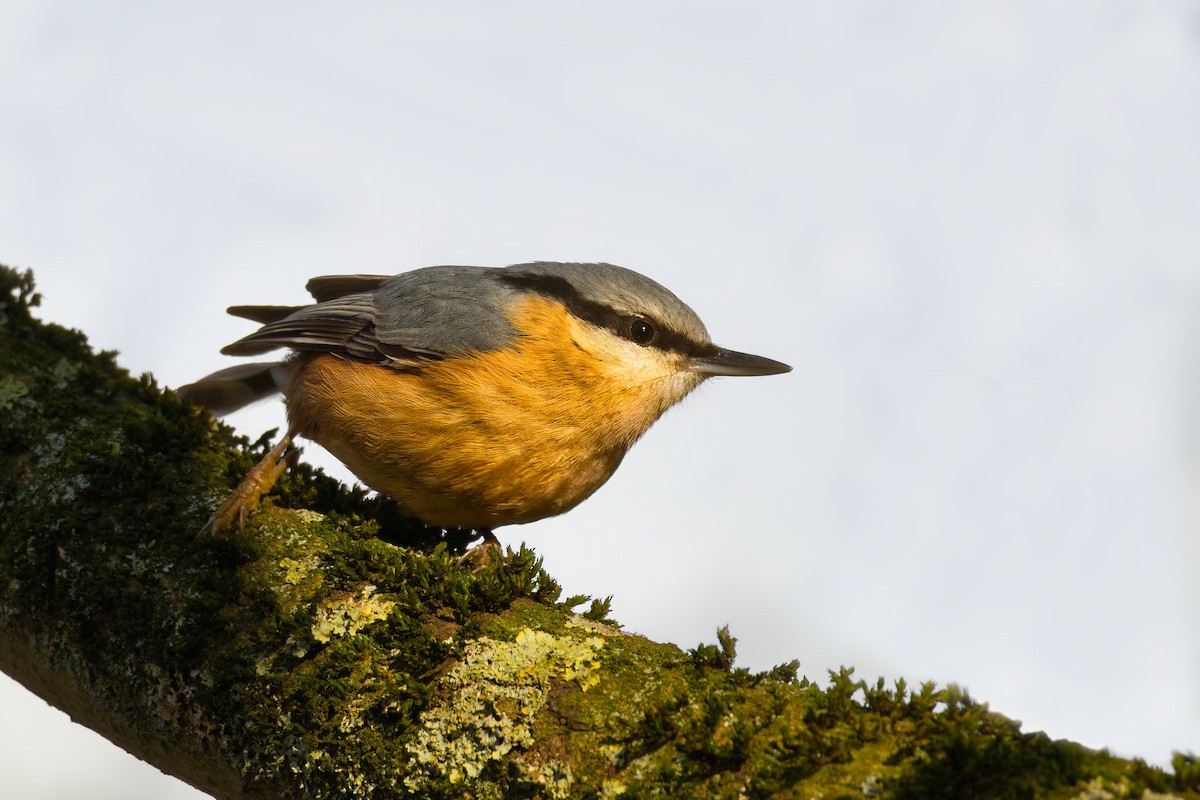 Garrapo eurasiarra - ML645643275