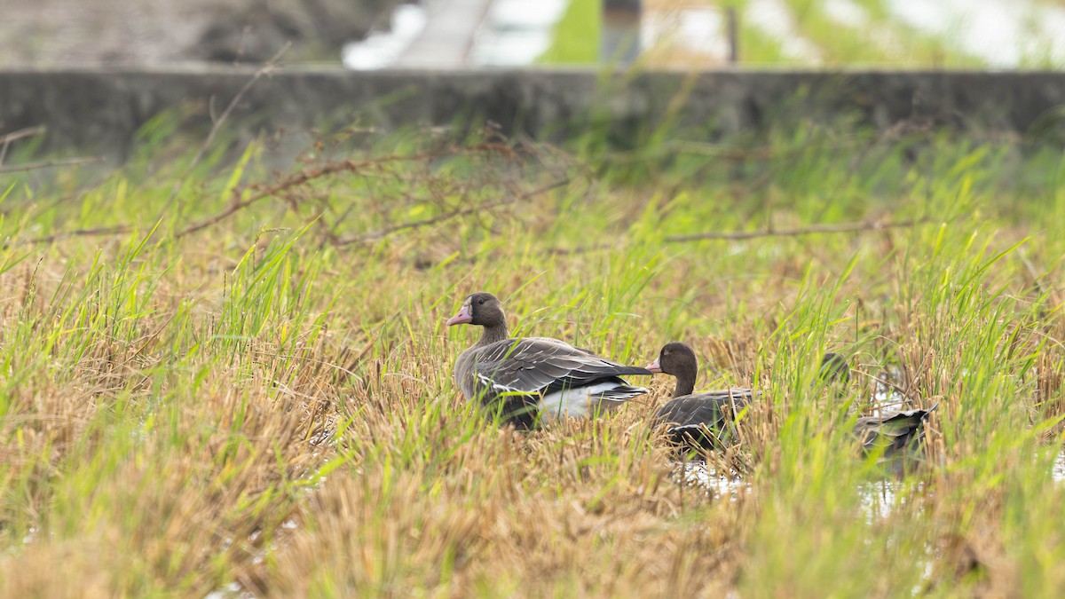 Greater White-fronted Goose - ML645643282