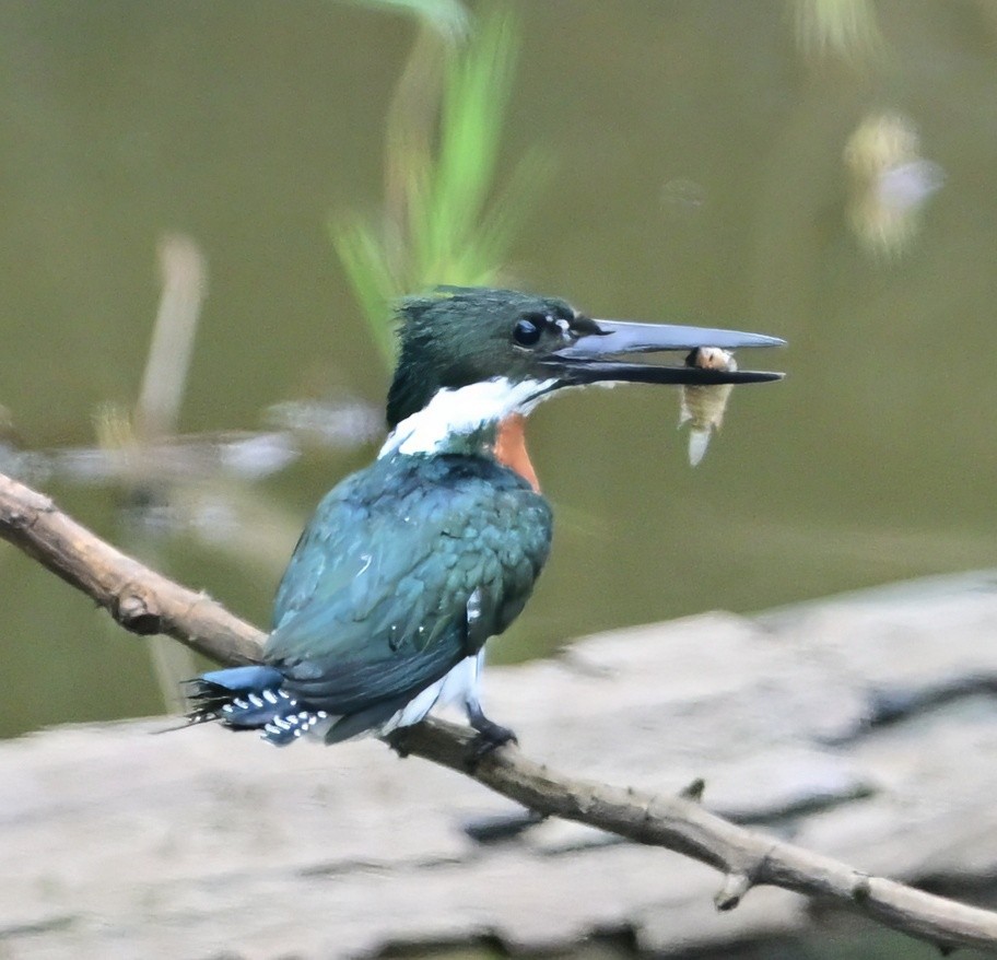 Amazon Kingfisher - ML645643287