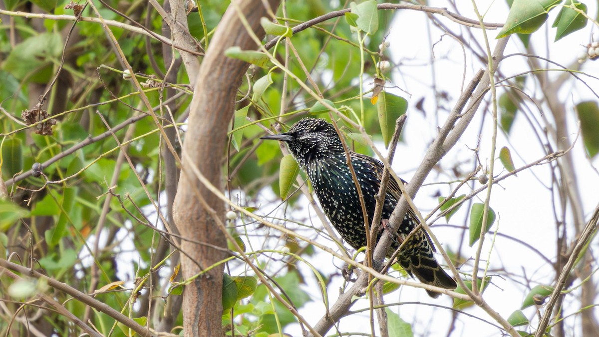 European Starling - ML645643289