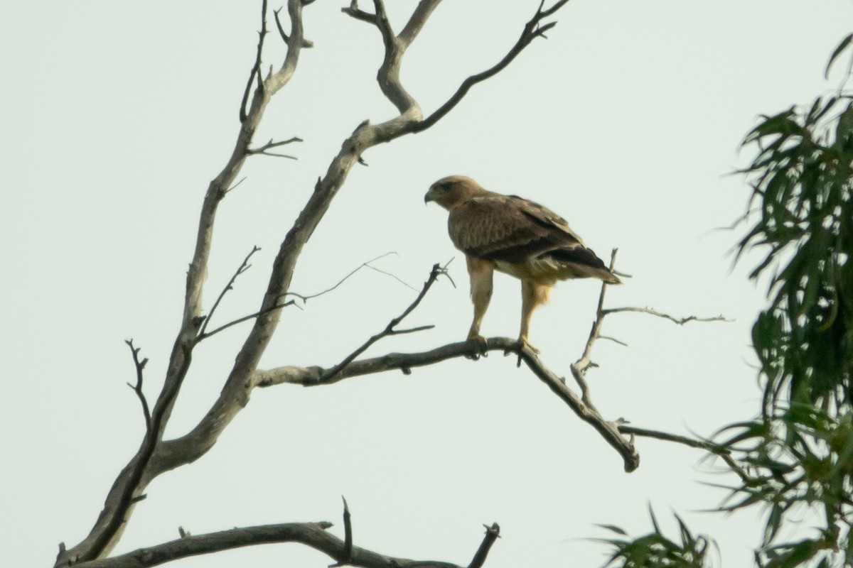 orel nejmenší - ML645643298