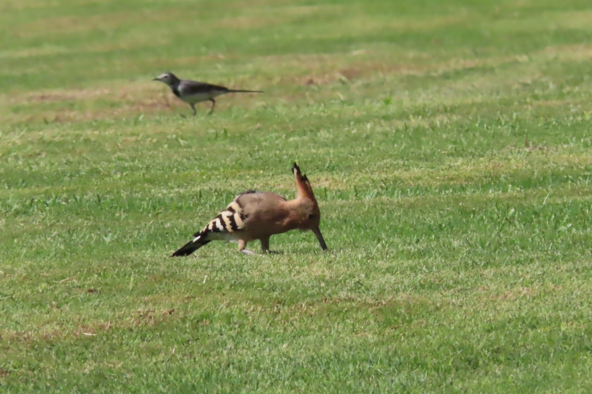 Common Hoopoe - ML645643305