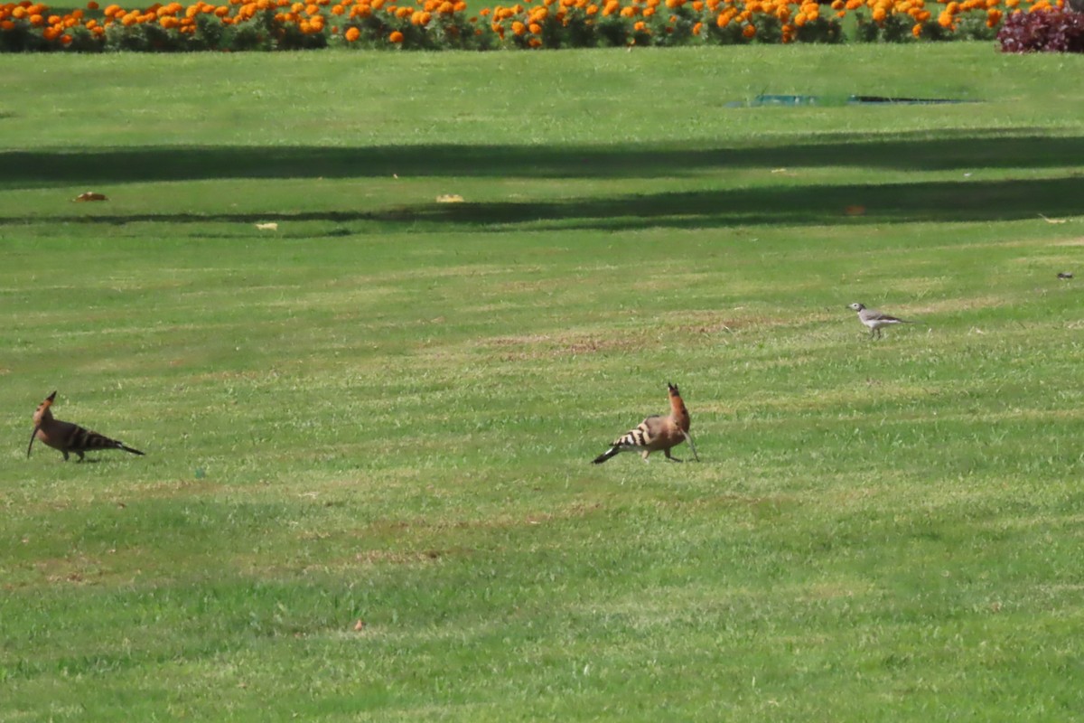 Common Hoopoe - ML645643306