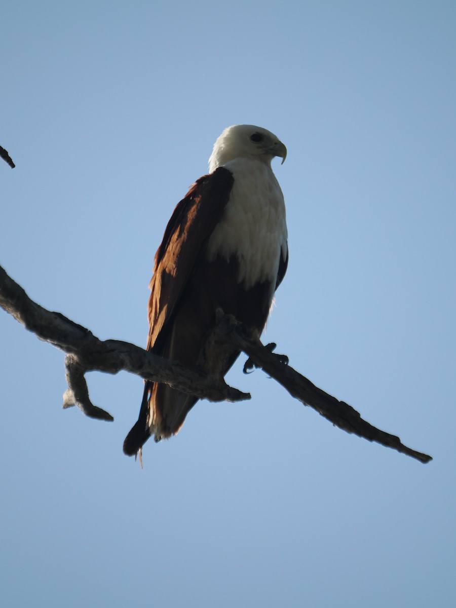 Шуліка королівський - ML645643314