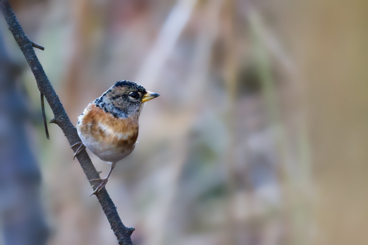 В'юрок - ML645643324