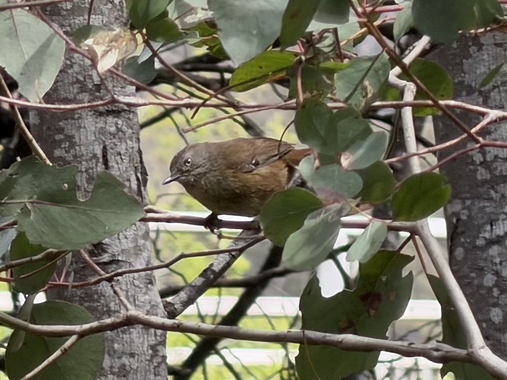 Кущовик тасманійський - ML645643325