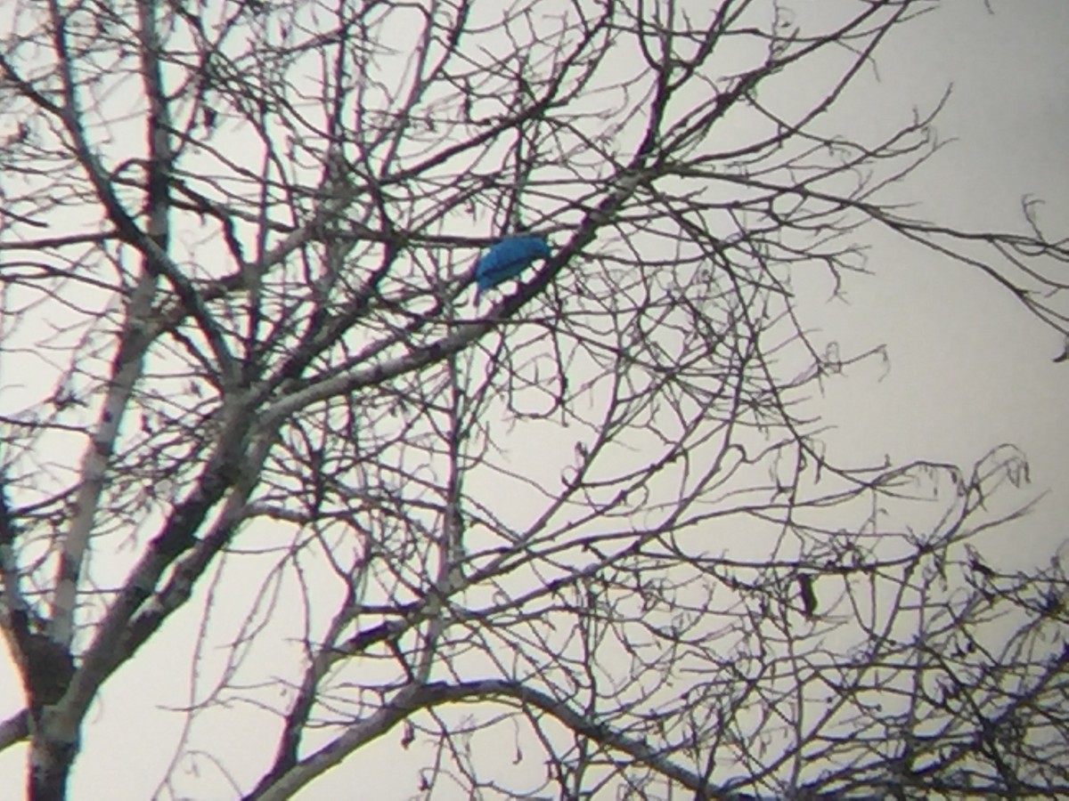 Котинга жовтоока - ML645643327