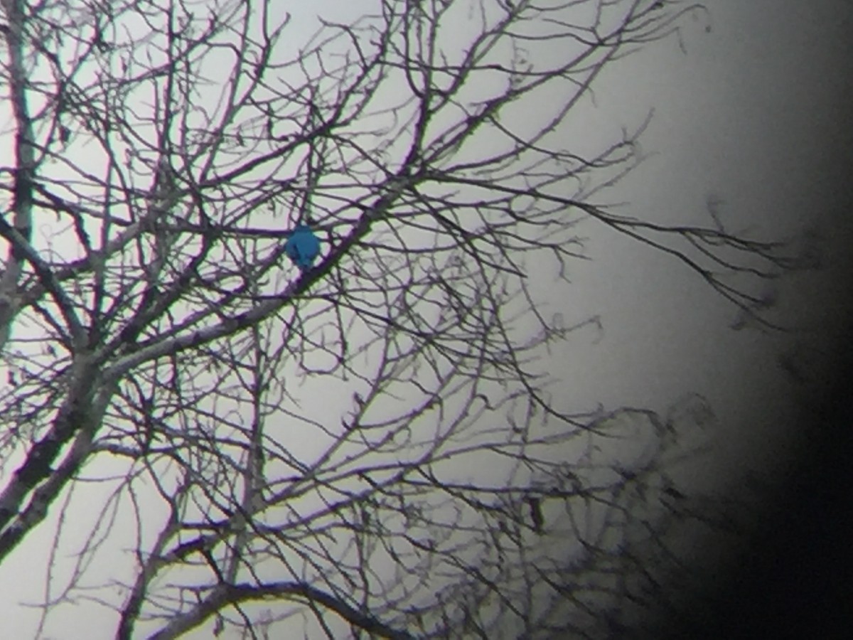 Котинга жовтоока - ML645643328