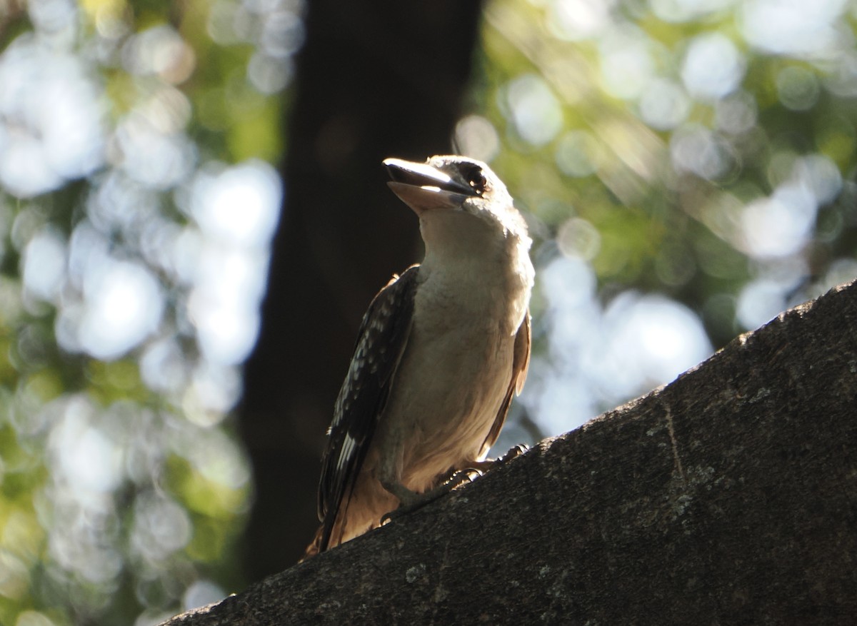 Кукабара велика - ML645643329