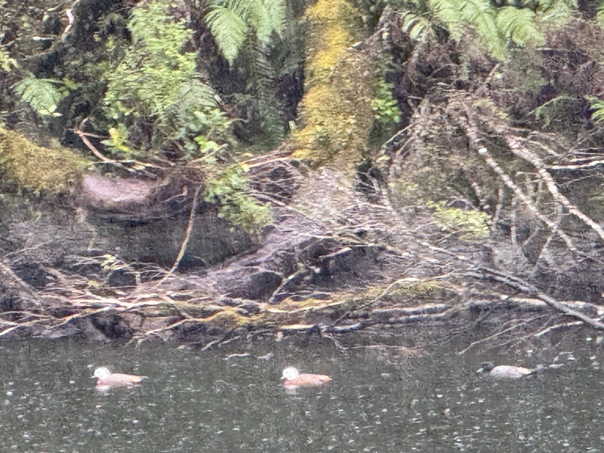 Огар новозеландський - ML645643330