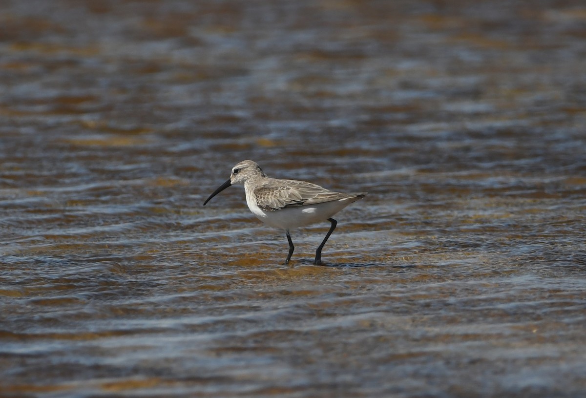 Побережник червоногрудий - ML645643331