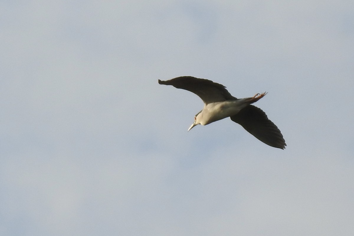 Квак звичайний - ML645643332