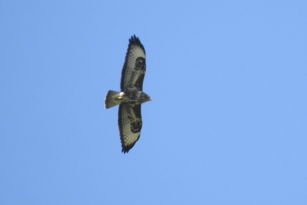 Канюк звичайний - ML645643333