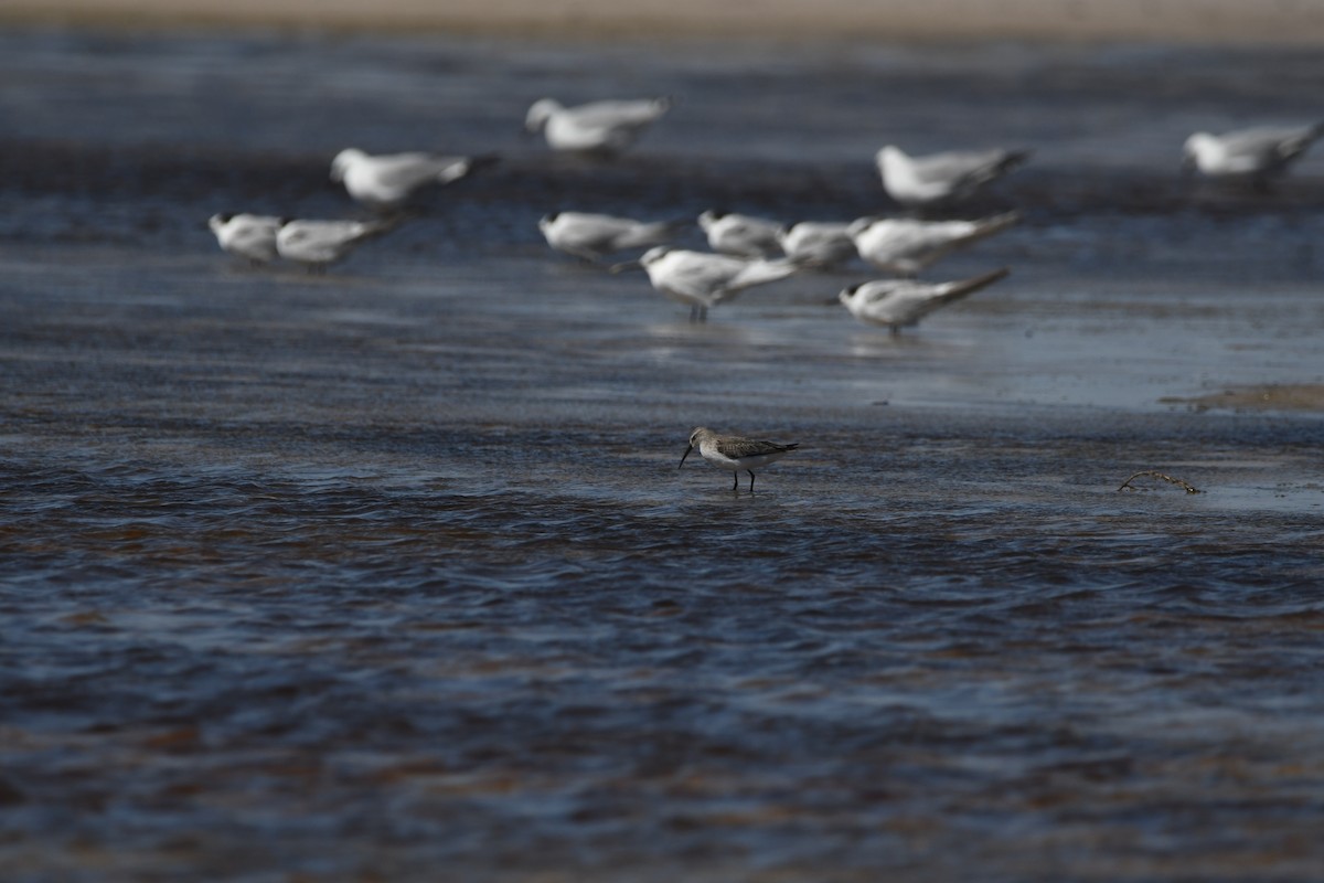 Побережник червоногрудий - ML645643334