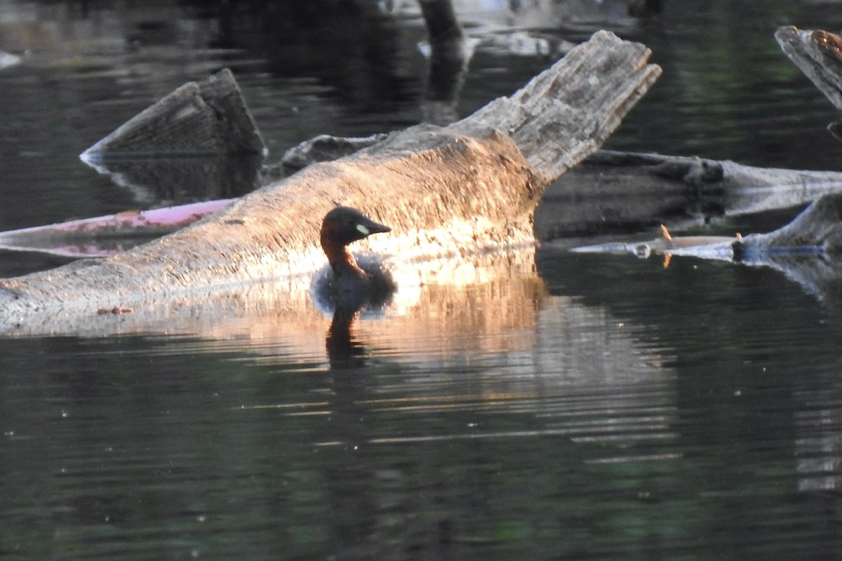 Пірникоза мала - ML645643335