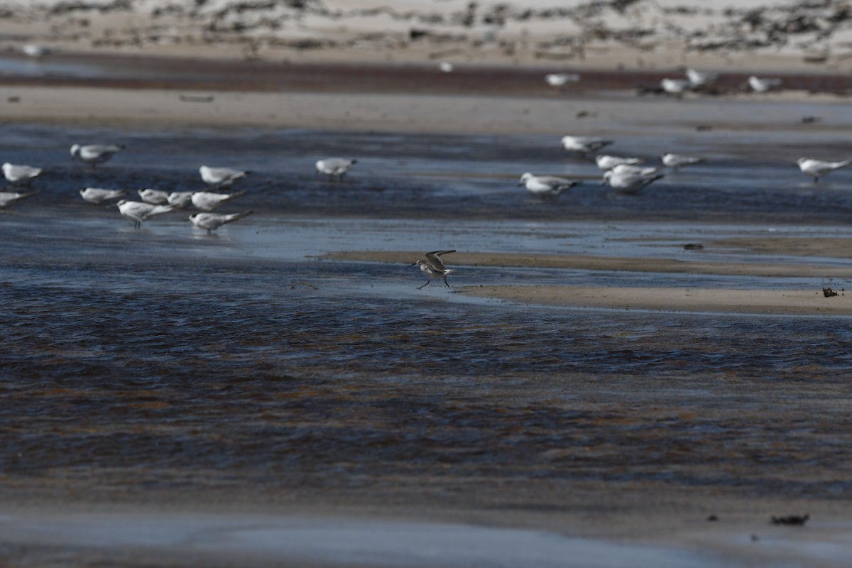 Побережник червоногрудий - ML645643338