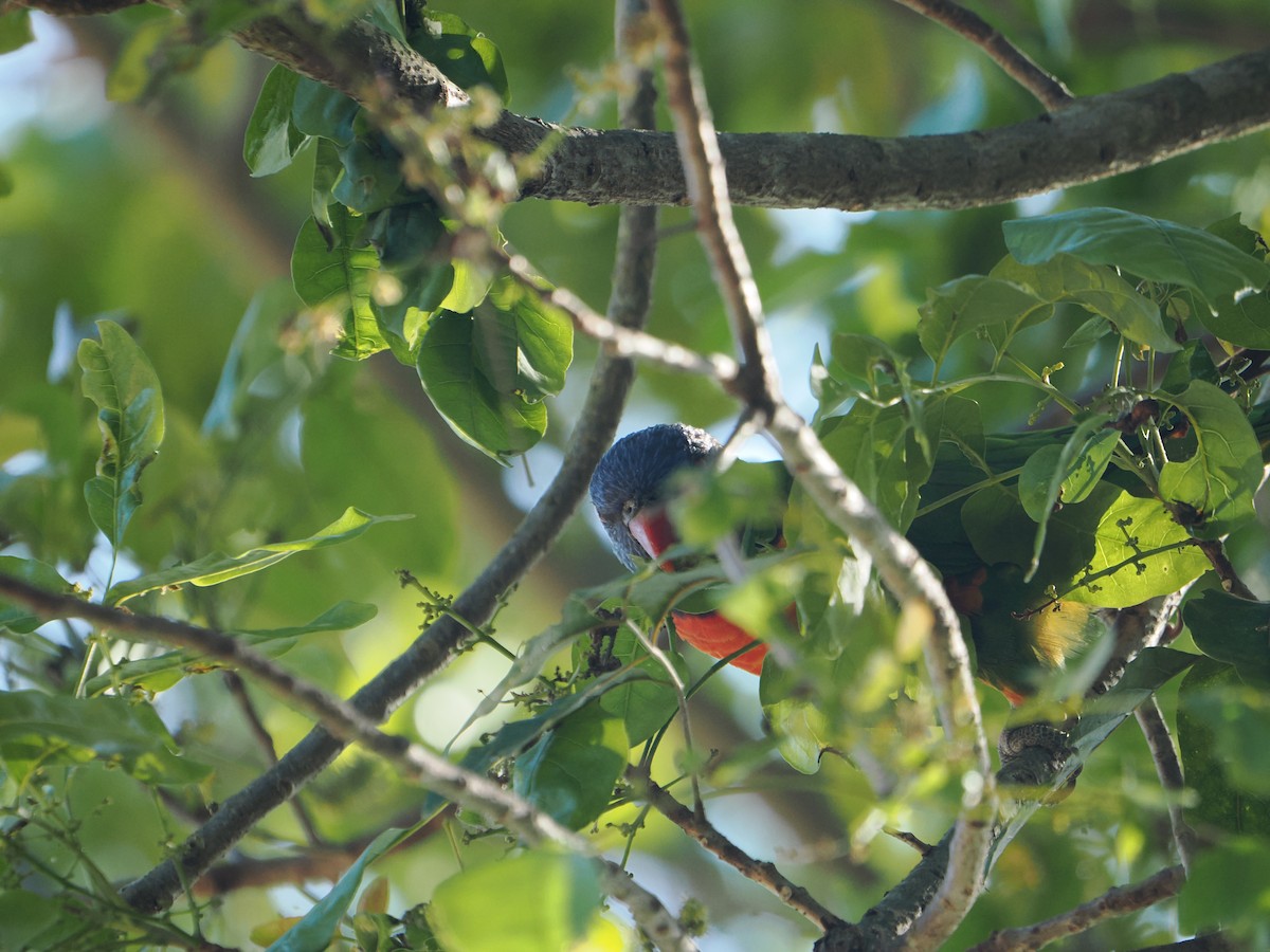 Лорікет синьоголовий - ML645643339