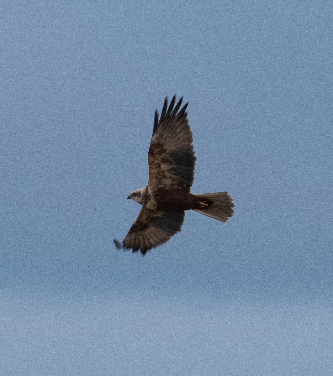 Лунь очеретяний - ML645643340