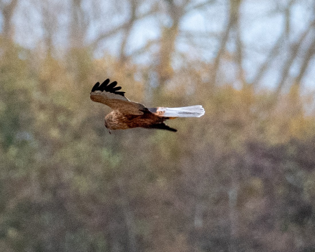 Лунь очеретяний - ML645643341