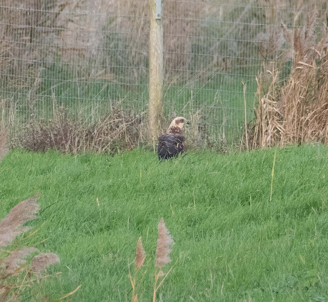 Лунь очеретяний - ML645643342