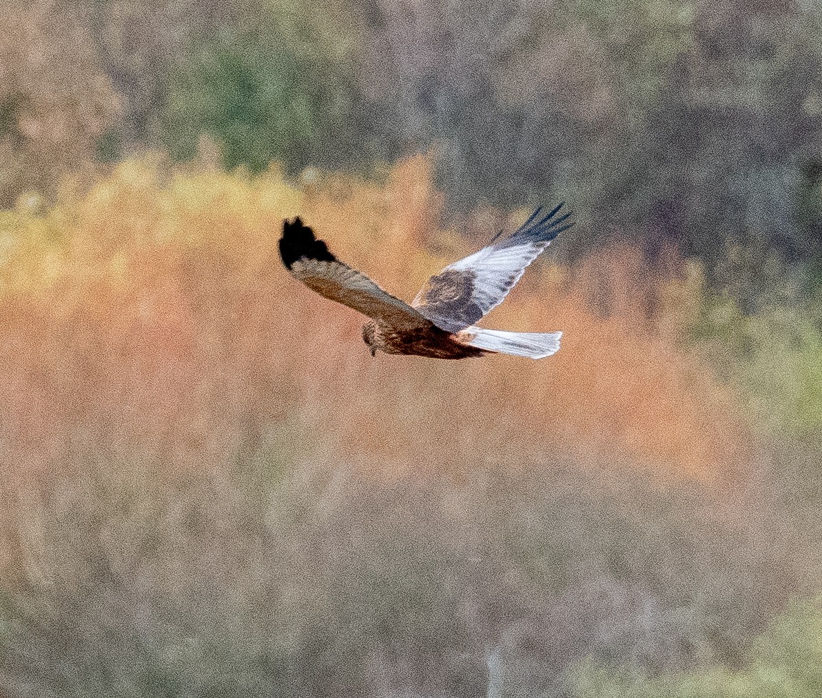Лунь очеретяний - ML645643343