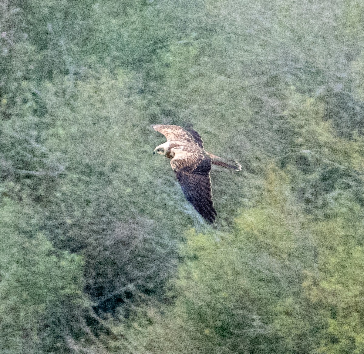 Лунь очеретяний - ML645643344