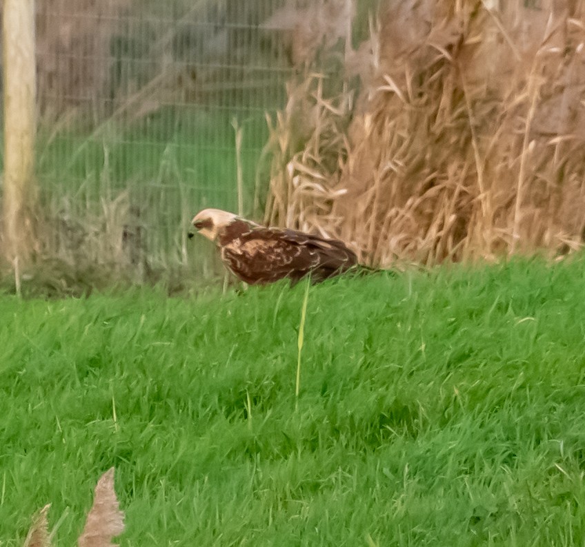 Лунь очеретяний - ML645643345