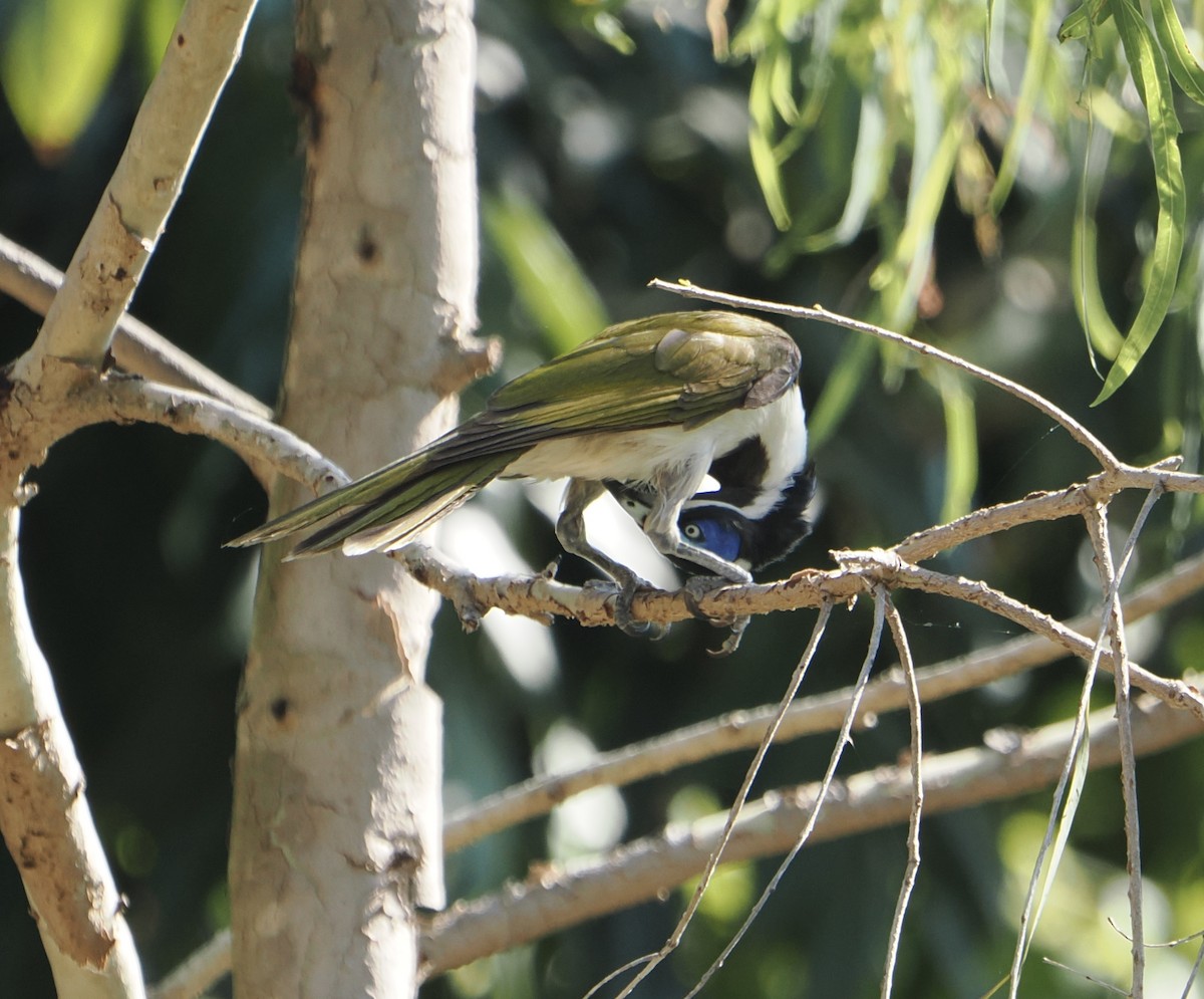 Медолюб синьощокий - ML645643346